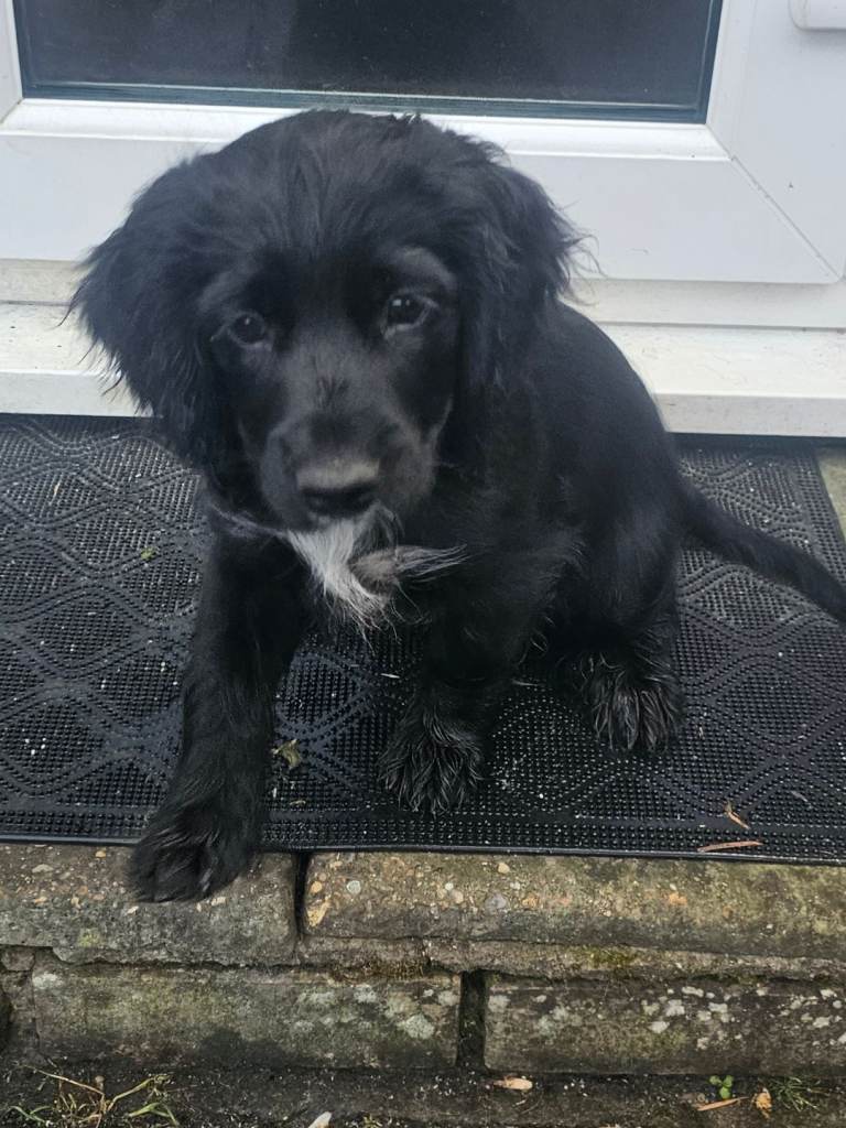 Spring/Cocker Spainiel Puppies! 