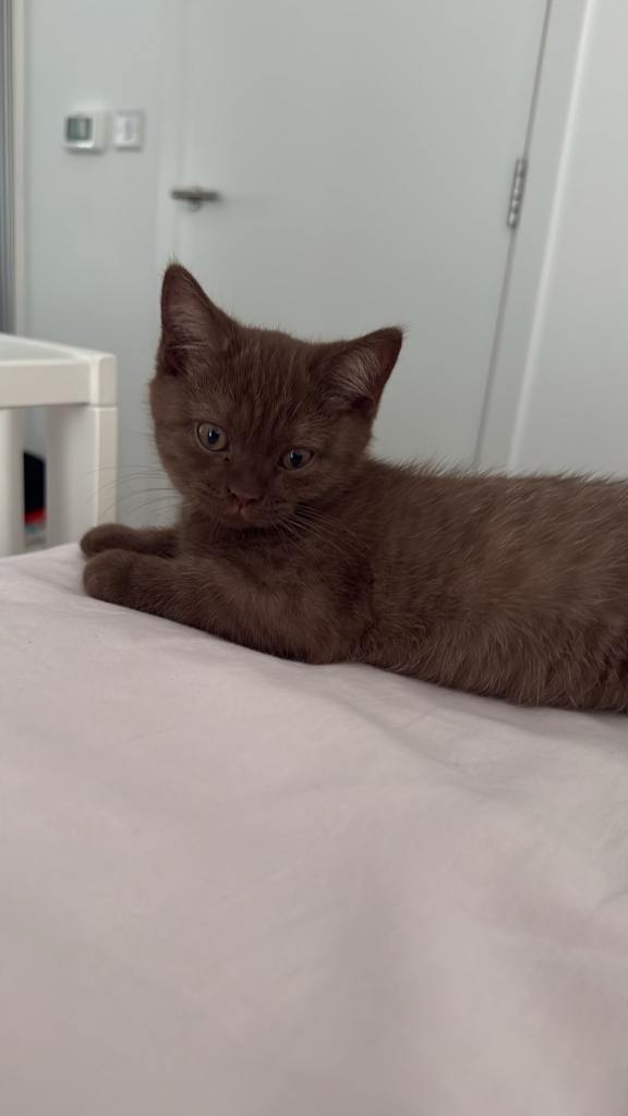 Beautiful light Chocolate British Shorthair Kitten – Boy for Sale 🐾