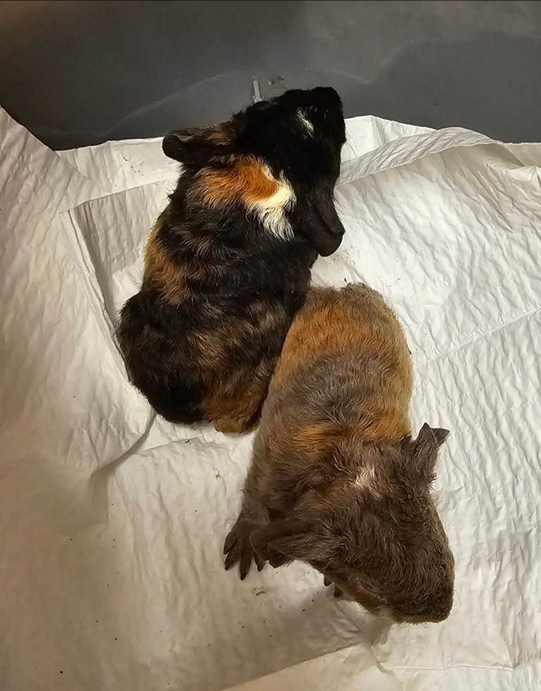 Male funky haired guinea pig 8 weeks old