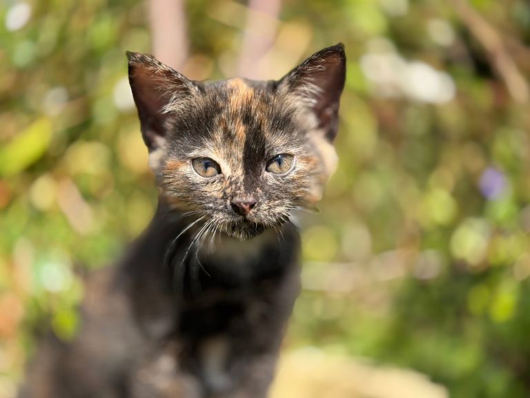 Tortoiseshell Kitty with some white patches. 