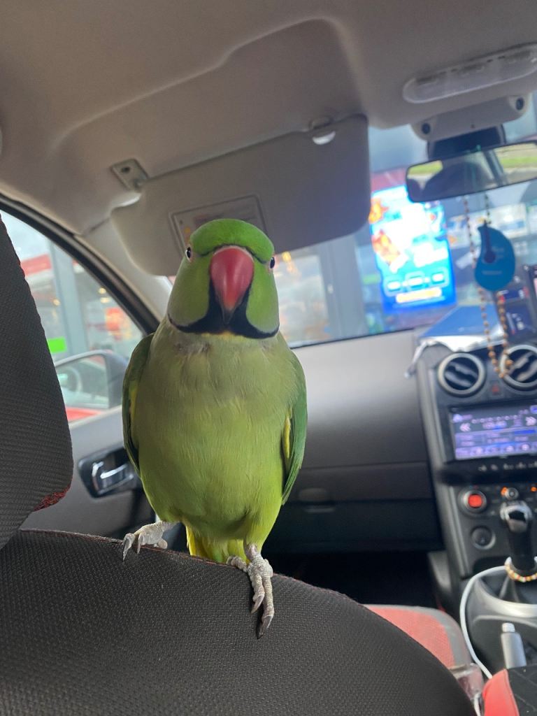 MISSING PARAKEET