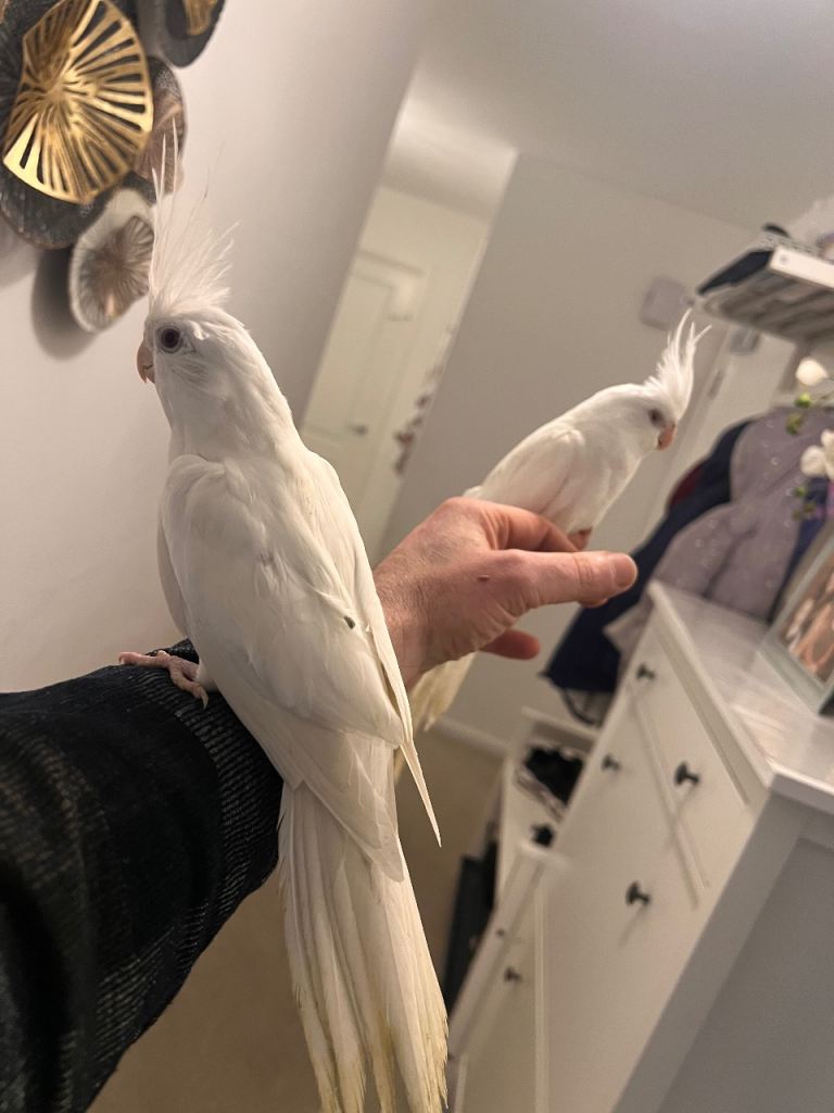 Cage budgies, and cocktails