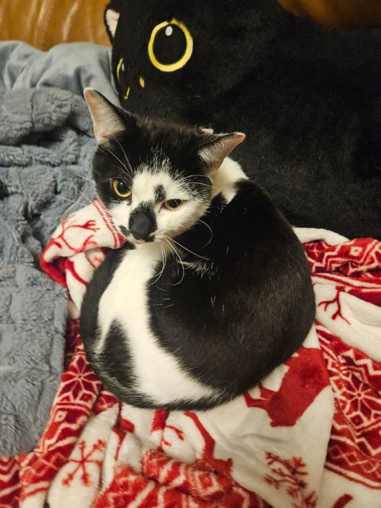 2 cats 