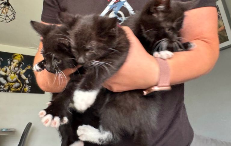 I have three small kittens for sale.
