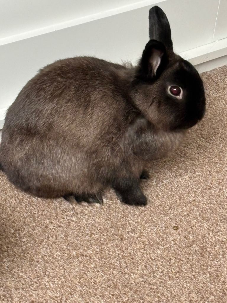 Dwarf netherland rabbit