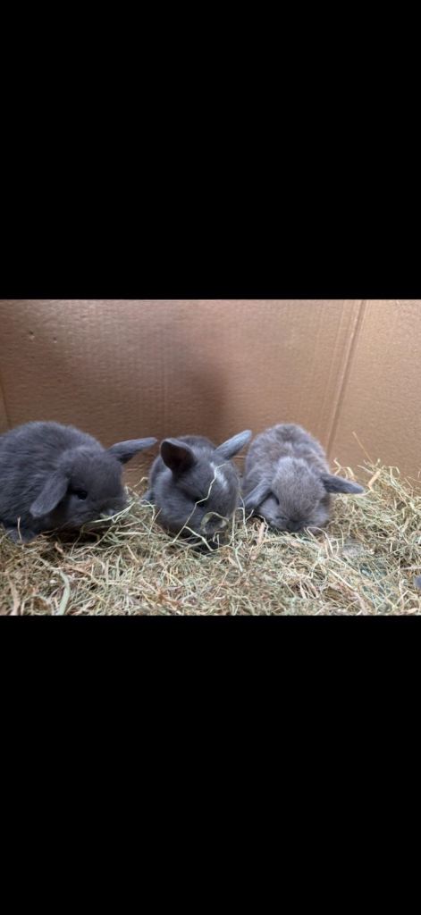 Mini lop baby bunnies 