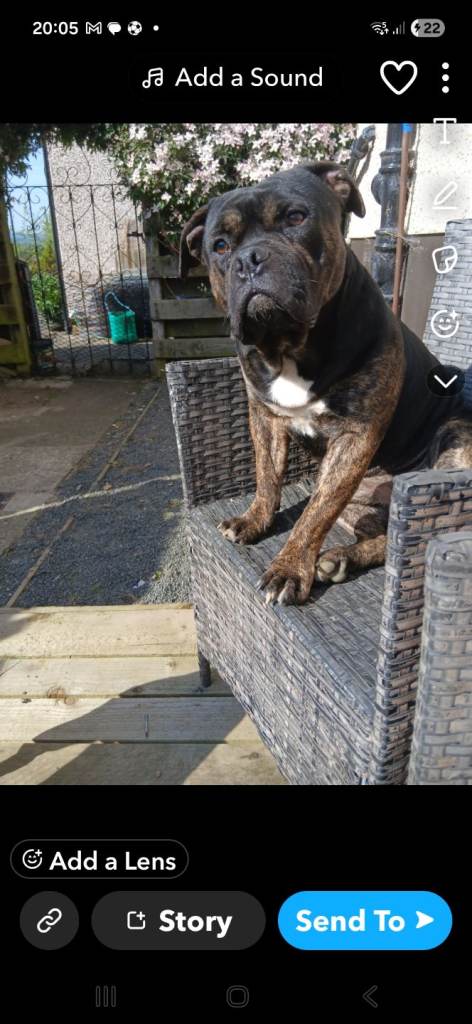 2 and half year old staffy x olde tyme bulldog