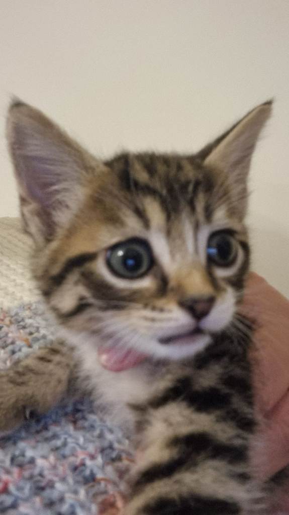 Five Beautiful Kittens for Sale – 3 Boys & 2 Girls