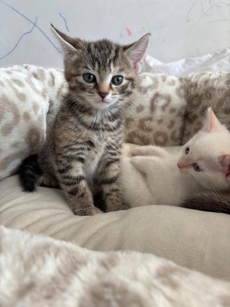 Kittens for sale