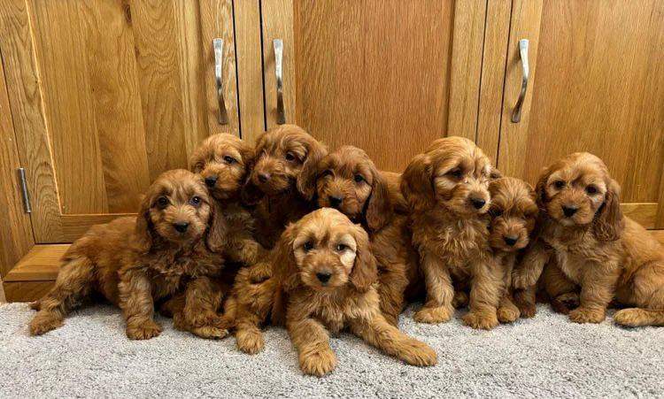 Cockapoo Puppies Fully Vaccinated, Ready Now