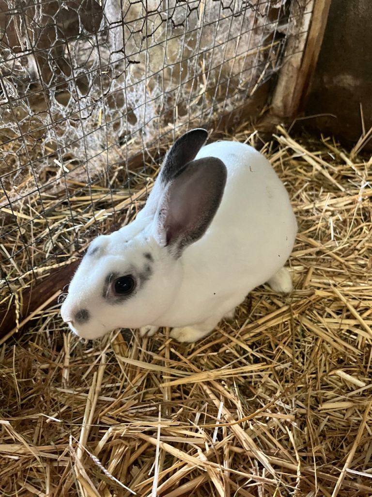 Rex rabbits 