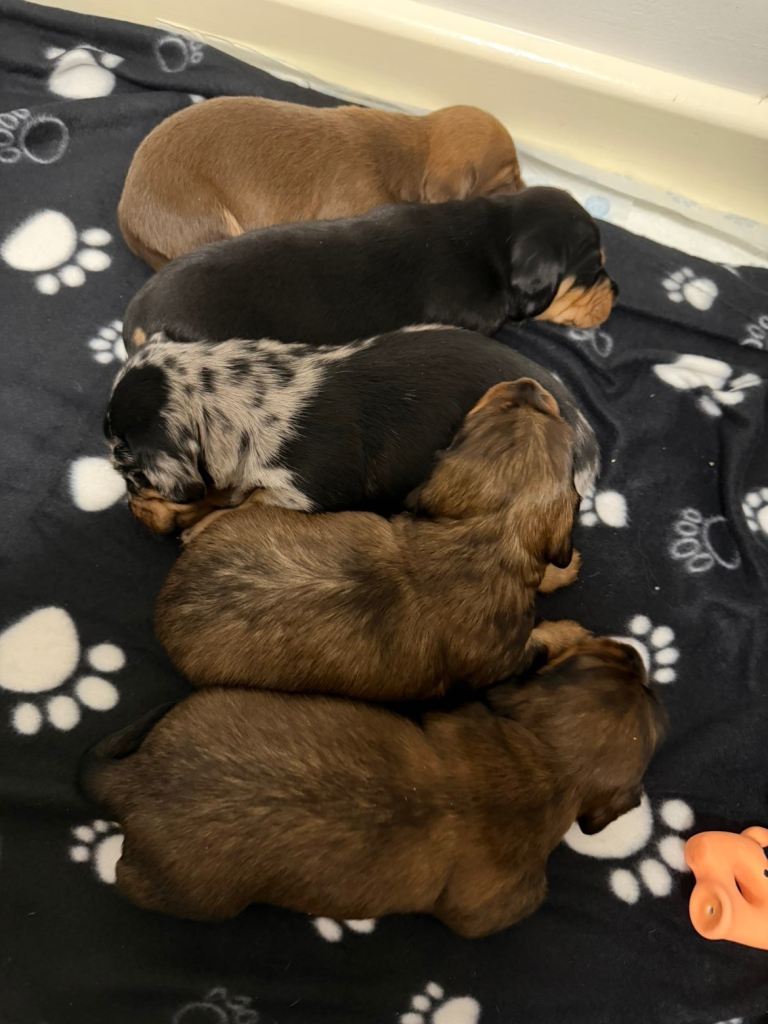 miniature dachshund puppy’s 