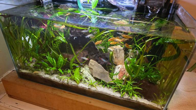 Fish for sale
