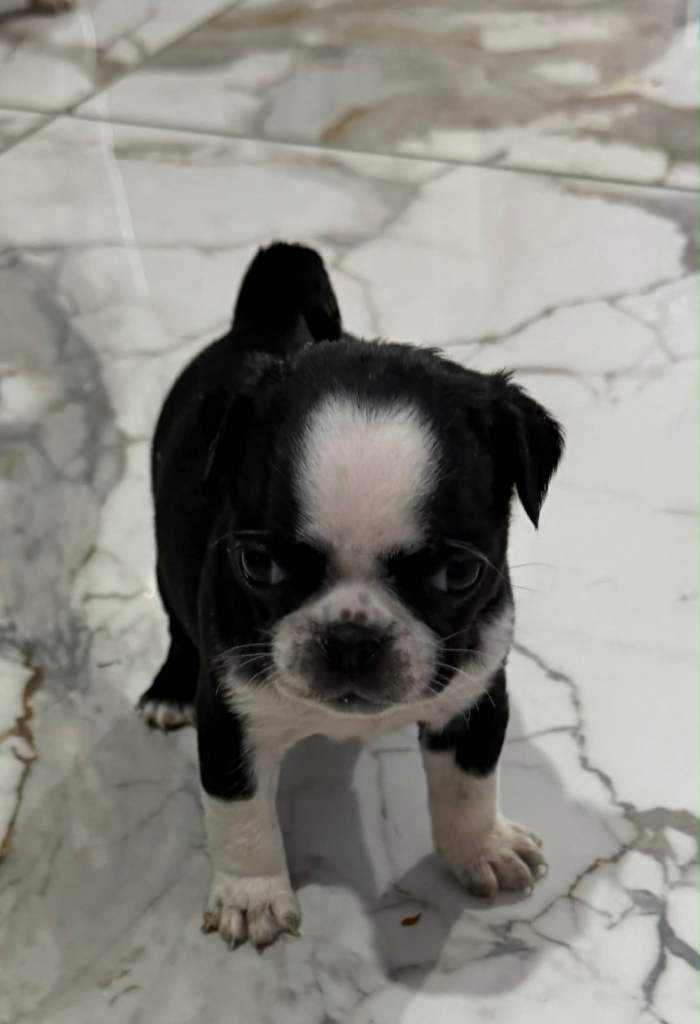 Panda pug 