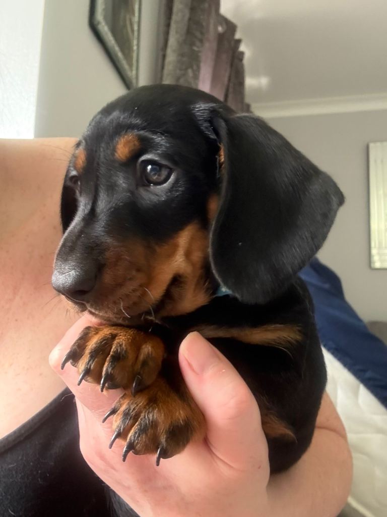 PRA clear Miniature Dachshund puppies 