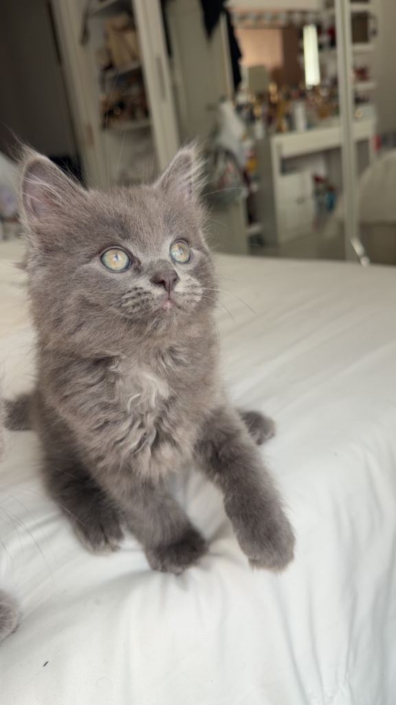 kitten is a Ragdoll × British Longhair mix.