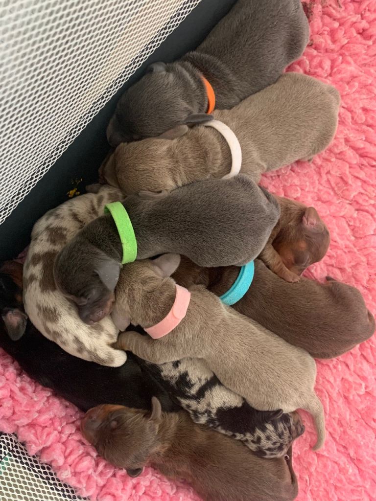 Gorgeous KC miniature dachshunds 