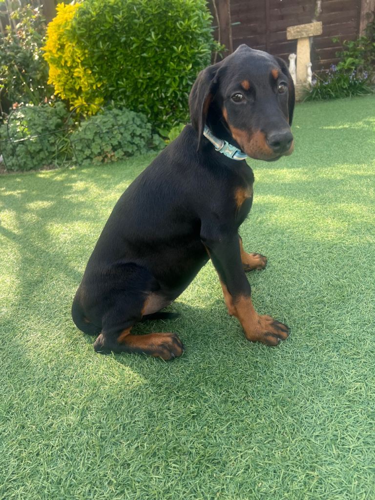 Dobermann Puppy 10 weeks old