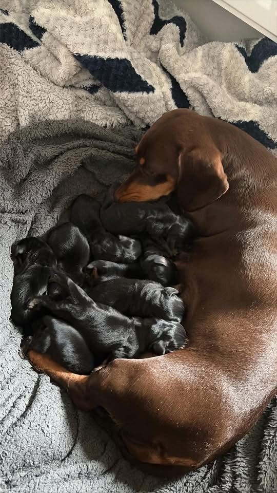 🐾Dachshund Puppies🐾