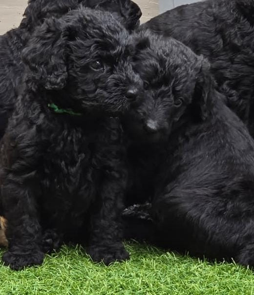 One Very Special Little Dood still Looking for His Perfect Sofa. Multigen Black Labradoodle Puppy 