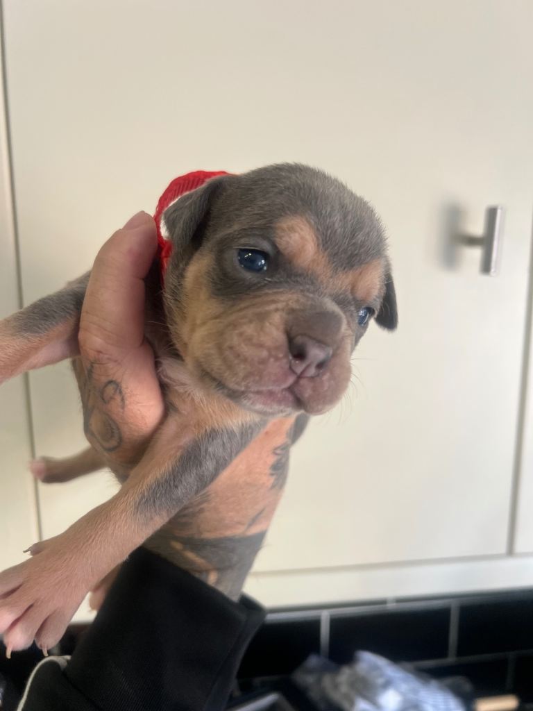 Mix puppies, old English bulldog and bull mastiff