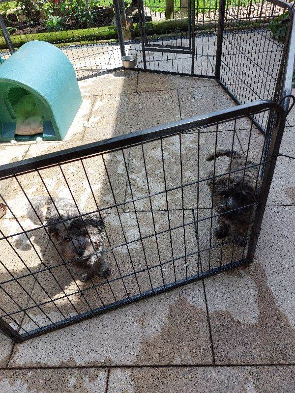 Puppies for sale 