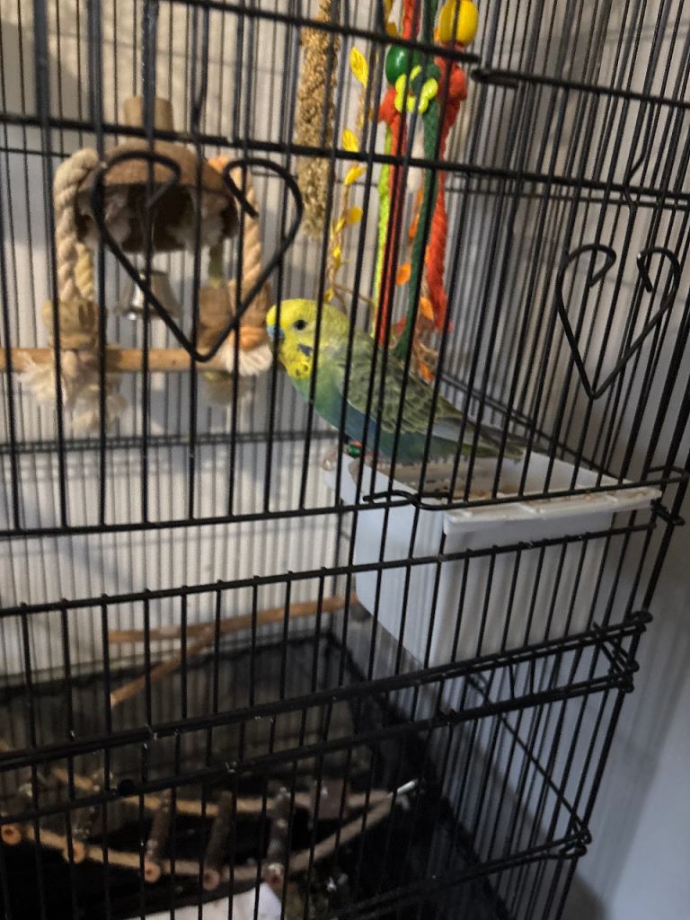 Budgie cage and budgie 
