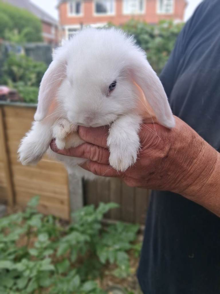 Mini lop baby rabbits 