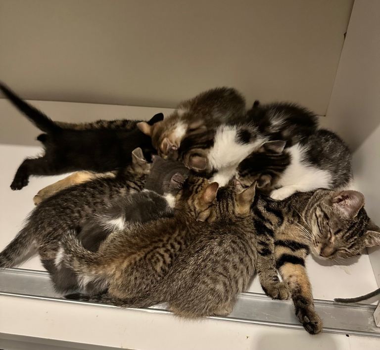 🐾 We are looking for the most loving homes for these wonderful kittens. ❤️