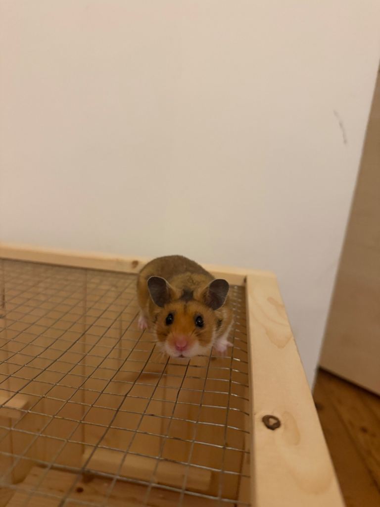 Male Syrian Hamster – 12 Weeks Old