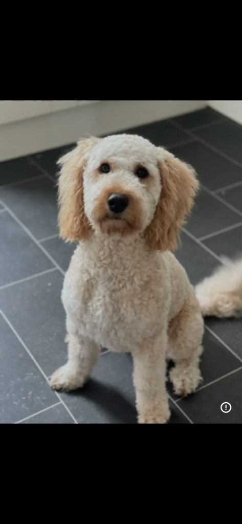 Miniature poodle x toy poodle