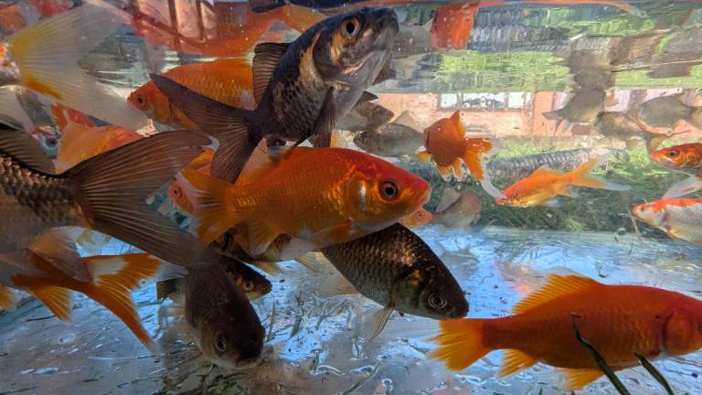 Goldfish - Mixed colour fish