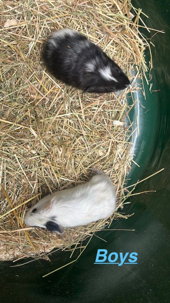 1 Guinea pig baby boar left 