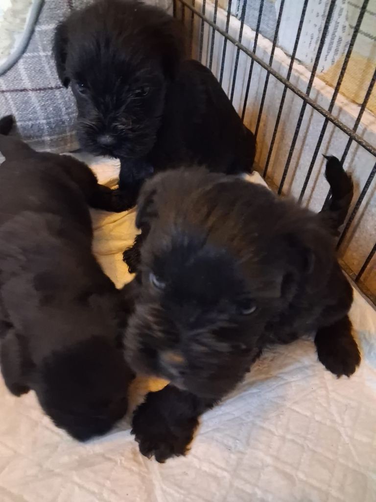Miniature Schnauzer pups for sale