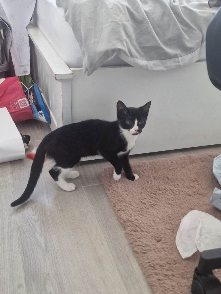 Female tuxedo kittens