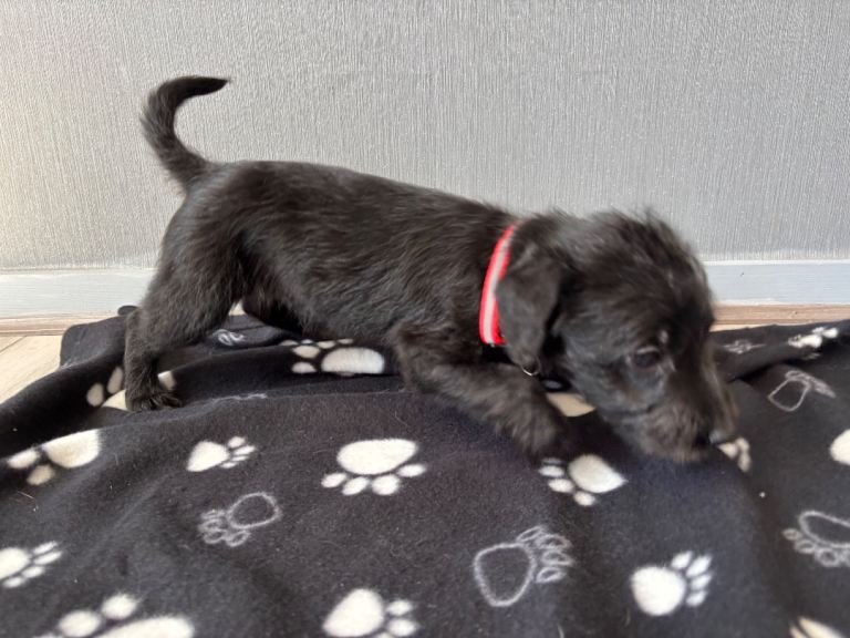 Last boy Bedlington x whippet puppy for sale 