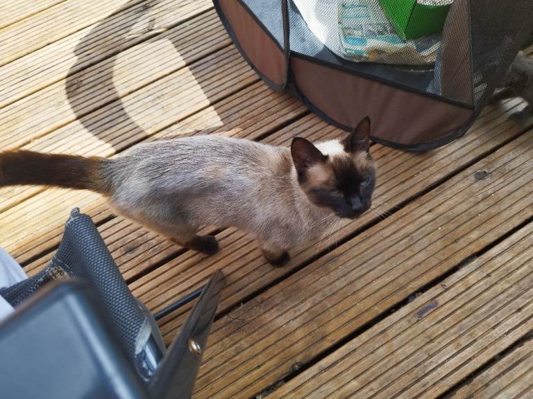 18 month old Female Ragdoll Cat Calm natured, excellent with kids £500