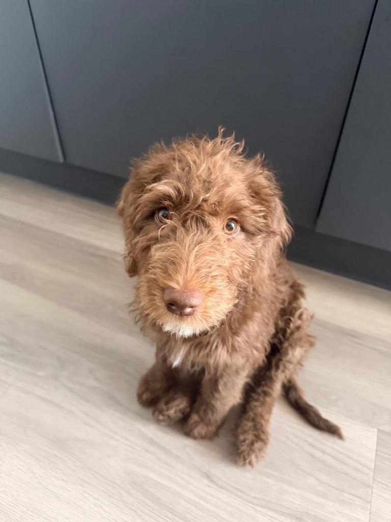 Last 1 - Miniature F1B Labradoodle Puppies