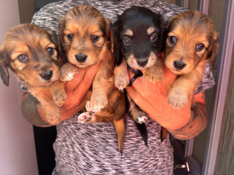 KC registered long hair daschund 