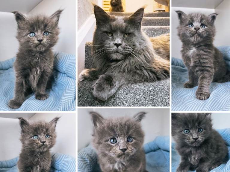 Blue maine coon kittens 
