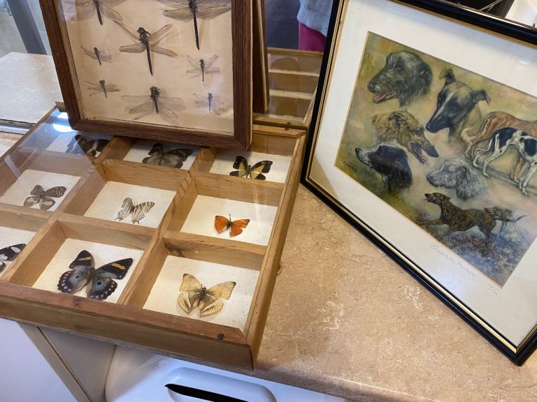 Vintage display insect cases