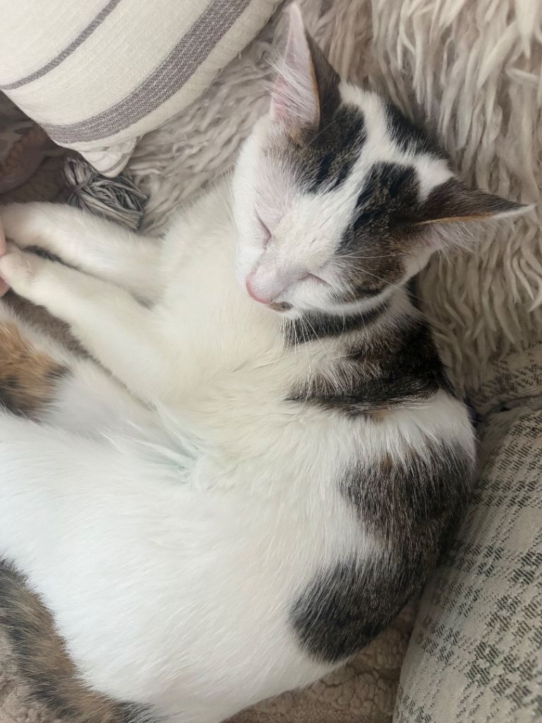 Kitten / cat 10 months 