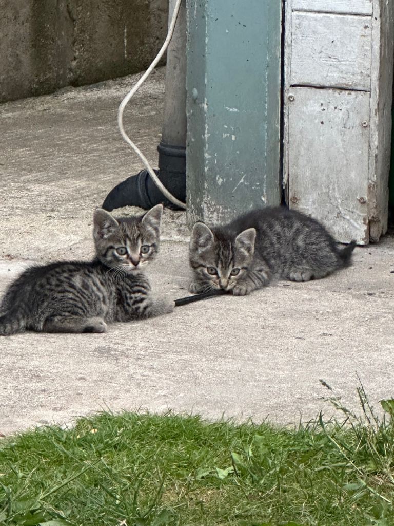 5 beautiful kittens 