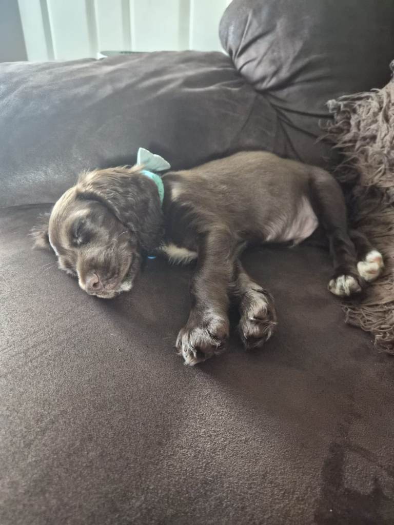 cocker spaniel puppy