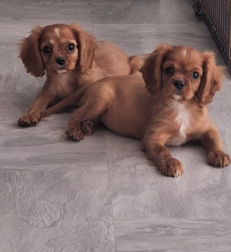 King Charles cavalier pups 