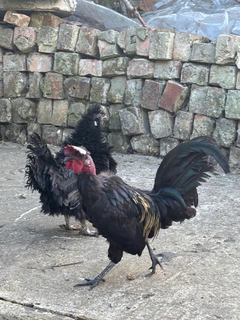 Naked neck cockerel and hen 