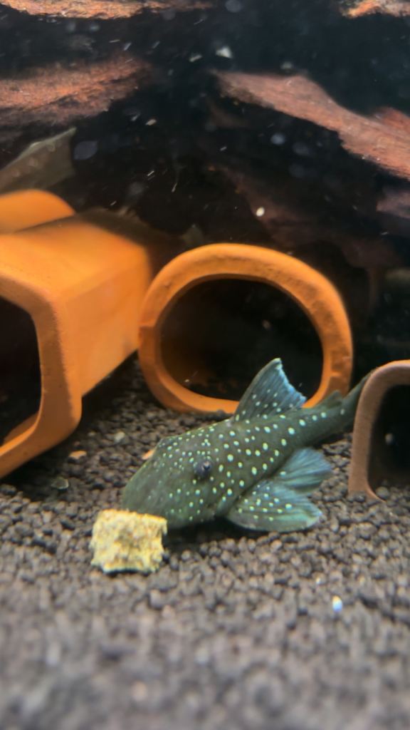 Pleco’s 