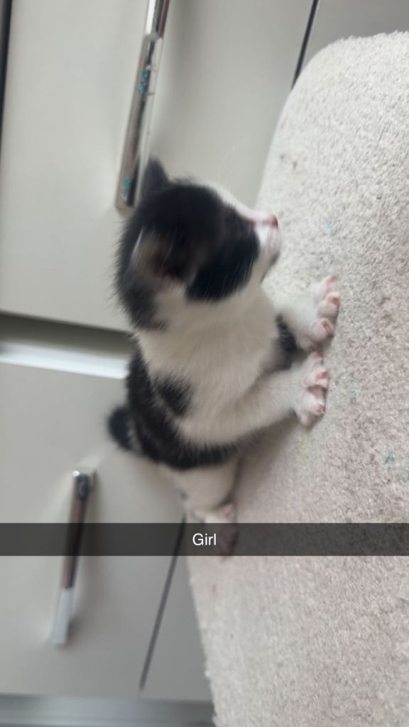 British short haired kittens 