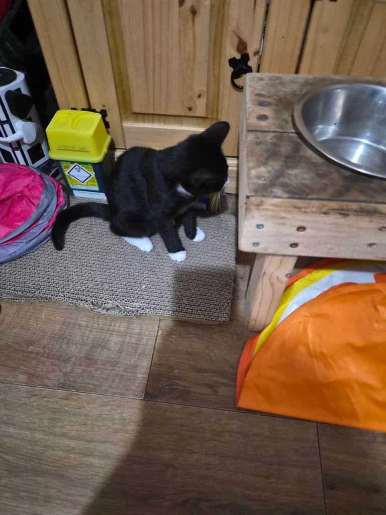 Tabby female kitten