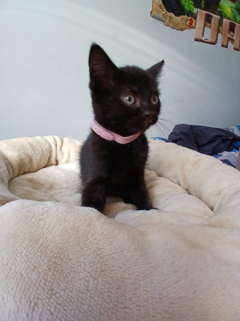Girl kitten for sale 